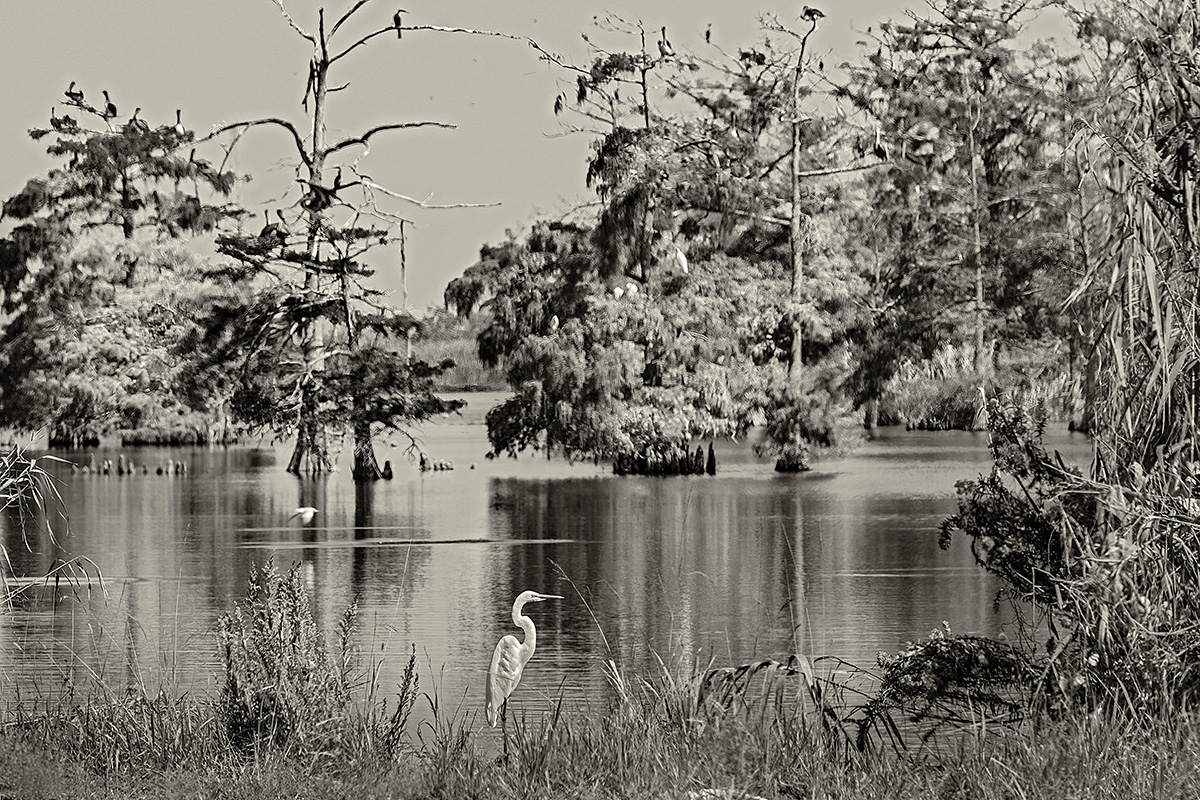 Snowy egrets, brown pelicans, and other waterfowl, Venice, LA.